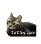 The monologue of the cat（個別スタンプ：2）