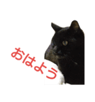 The monologue of the cat（個別スタンプ：3）