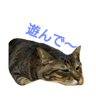The monologue of the cat（個別スタンプ：4）
