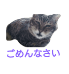The monologue of the cat（個別スタンプ：5）