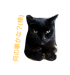 The monologue of the cat（個別スタンプ：6）