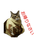 The monologue of the cat（個別スタンプ：7）