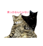 The monologue of the cat（個別スタンプ：8）