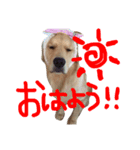 ゴルのレイちゃん（個別スタンプ：1）