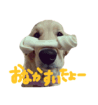ゴルのレイちゃん（個別スタンプ：2）