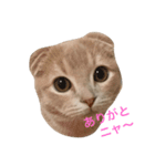マンチカンのトラジロウ（個別スタンプ：3）
