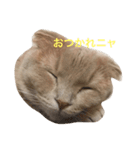 マンチカンのトラジロウ（個別スタンプ：4）
