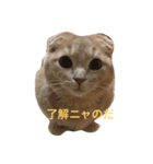 マンチカンのトラジロウ（個別スタンプ：5）
