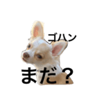 チワワ#1（個別スタンプ：5）