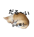 チワワ#1（個別スタンプ：8）