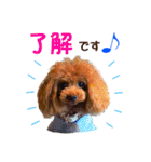 プードルの気持ち パート1（個別スタンプ：6）