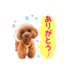 プードルの気持ち パート1（個別スタンプ：9）