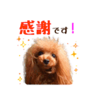 プードルの気持ち パート1（個別スタンプ：10）