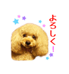 プードルの気持ち パート1（個別スタンプ：19）