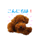 プードルの気持ち パート1（個別スタンプ：22）