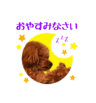 プードルの気持ち パート1（個別スタンプ：23）