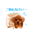 プードルの気持ち パート1（個別スタンプ：25）