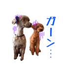 プードルの気持ち パート1（個別スタンプ：27）