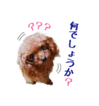 プードルの気持ち パート1（個別スタンプ：31）