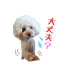 プードルの気持ち パート1（個別スタンプ：32）