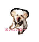 我が家の愛犬！もこ＆しゅな（個別スタンプ：1）