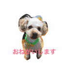 我が家の愛犬！もこ＆しゅな（個別スタンプ：2）