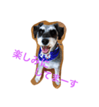 我が家の愛犬！もこ＆しゅな（個別スタンプ：4）