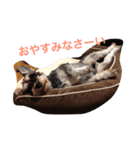 我が家の愛犬！もこ＆しゅな（個別スタンプ：5）