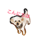 我が家の愛犬！もこ＆しゅな（個別スタンプ：6）