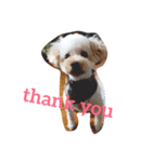 我が家の愛犬！もこ＆しゅな（個別スタンプ：7）