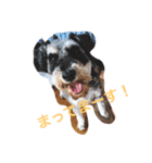 我が家の愛犬！もこ＆しゅな（個別スタンプ：8）