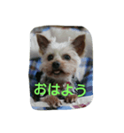 momo  vol.2（個別スタンプ：1）