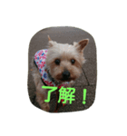 momo  vol.2（個別スタンプ：3）