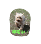momo  vol.2（個別スタンプ：8）