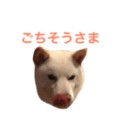 白柴まろ（個別スタンプ：4）