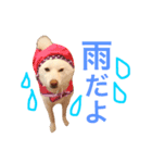 白柴まろ（個別スタンプ：7）