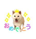 白柴まろ（個別スタンプ：8）