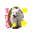 日本スピッツの毎日（個別スタンプ：1）