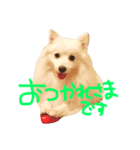 日本スピッツの毎日（個別スタンプ：6）