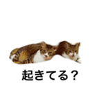 そーすけ＆べりー（個別スタンプ：1）
