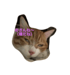 吾輩はニャンコ （家猫リコピン熊本弁）（個別スタンプ：1）