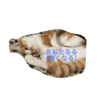 吾輩はニャンコ （家猫リコピン熊本弁）（個別スタンプ：2）