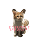 吾輩はニャンコ （家猫リコピン熊本弁）（個別スタンプ：3）