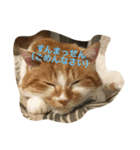 吾輩はニャンコ （家猫リコピン熊本弁）（個別スタンプ：5）