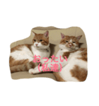 吾輩はニャンコ （家猫リコピン熊本弁）（個別スタンプ：6）