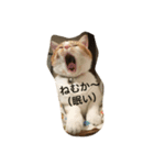 吾輩はニャンコ （家猫リコピン熊本弁）（個別スタンプ：9）