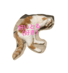 吾輩はニャンコ （家猫リコピン熊本弁）（個別スタンプ：11）