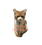 吾輩はニャンコ （家猫リコピン熊本弁）（個別スタンプ：12）