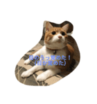 吾輩はニャンコ （家猫リコピン熊本弁）（個別スタンプ：13）