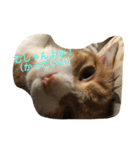 吾輩はニャンコ （家猫リコピン熊本弁）（個別スタンプ：14）